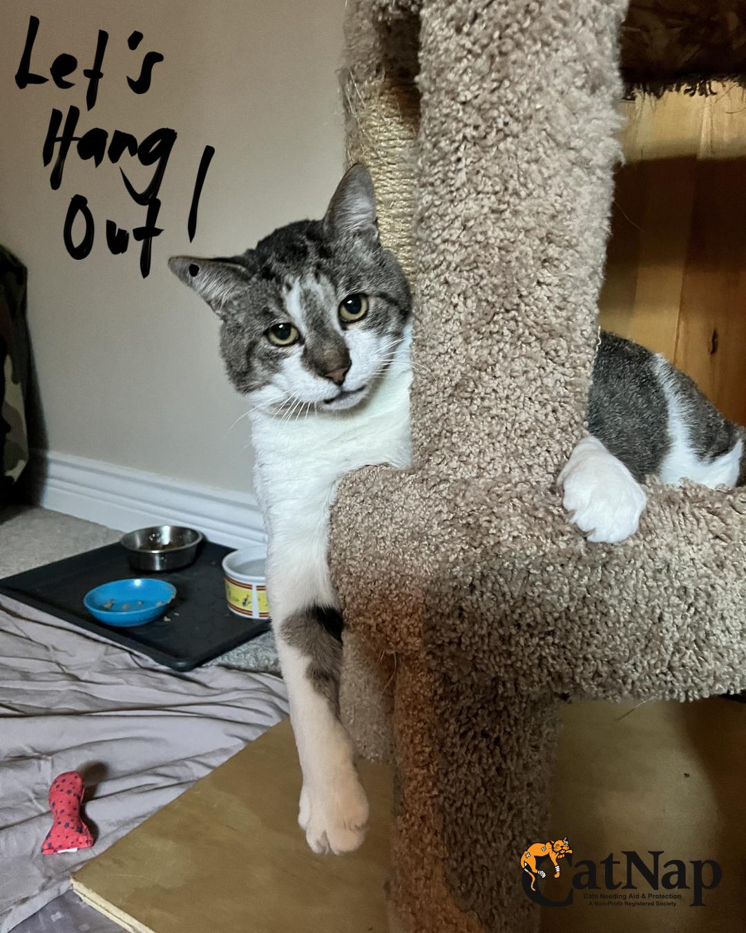 Enlarge Leroy, a ADOPTABLE Domestic Short Hair in Nanaimo, BC image 1/4