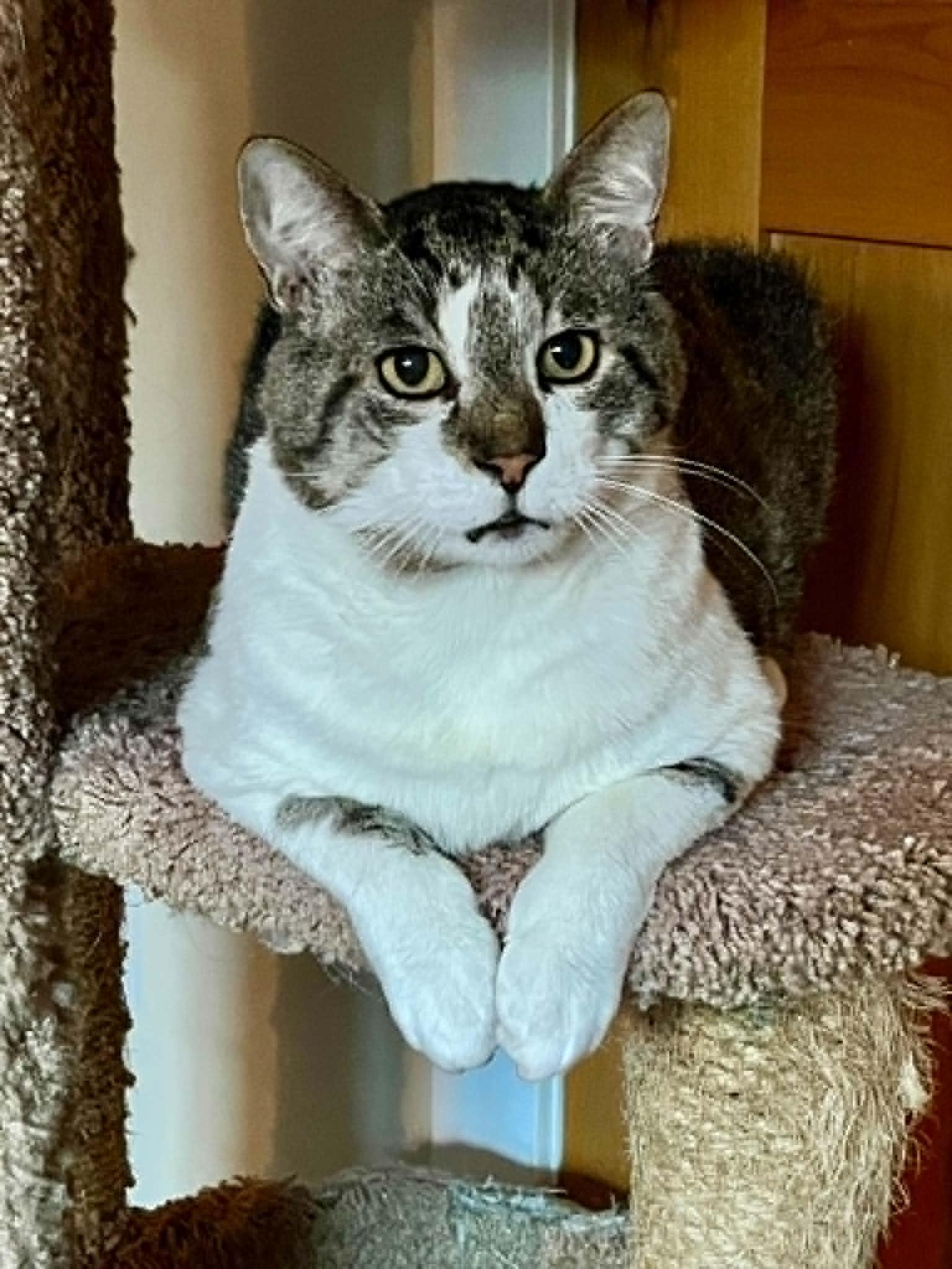 Enlarge Leroy, a ADOPTABLE Domestic Short Hair in Nanaimo, BC image 4/4
