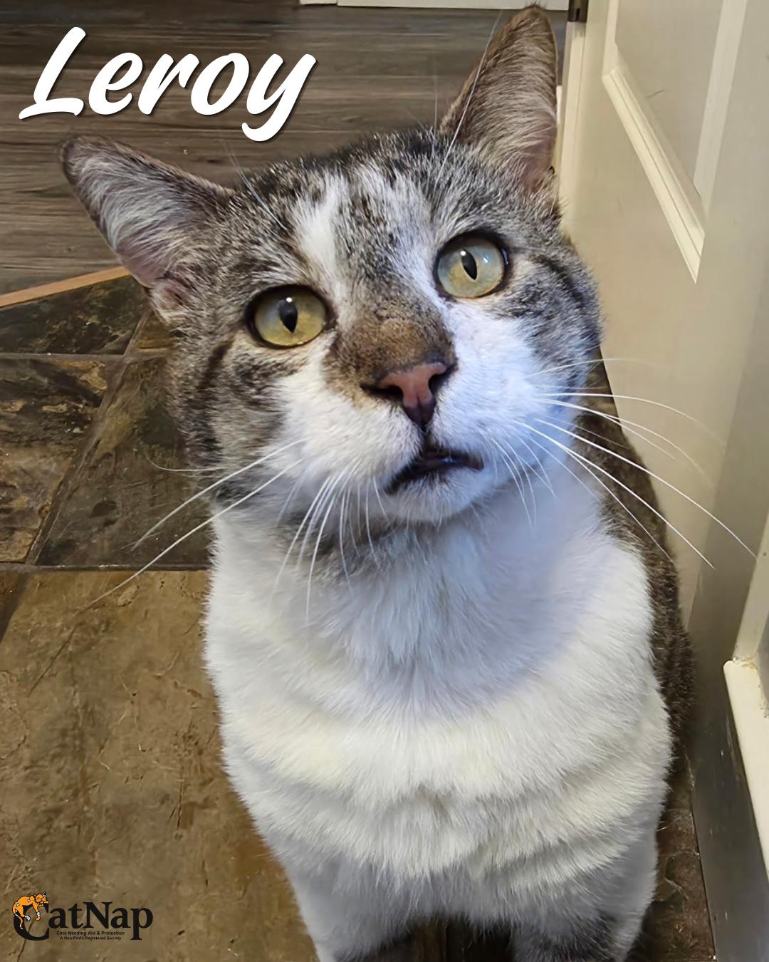 Leroy, ADOPTABLE, Adult Male Domestic Short Hair.
