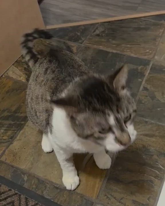 Enlarge Leroy, a ADOPTABLE Domestic Short Hair in Nanaimo, BC video 2/5
