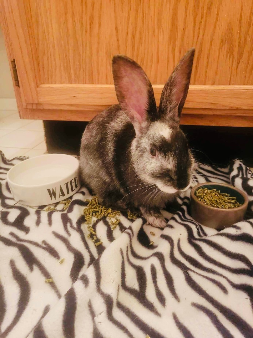 Frosting, Adopted, Young Female Harlequin.