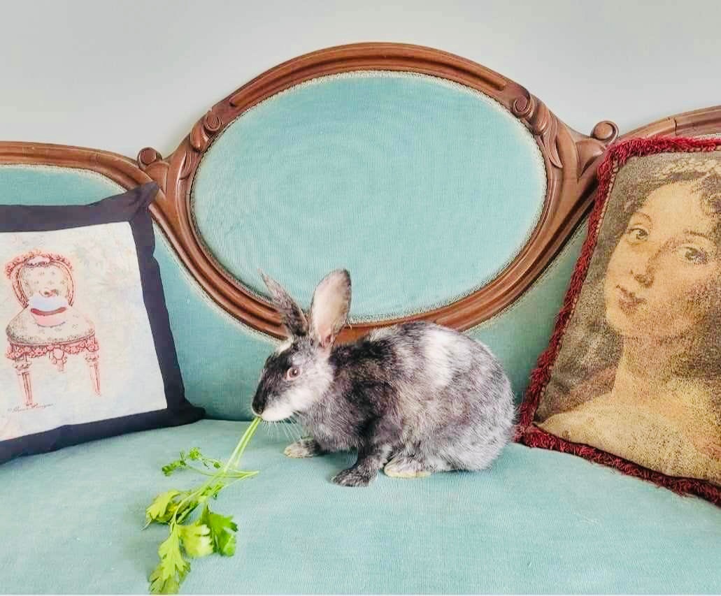 Frosting, Adopted, Young Female Harlequin.