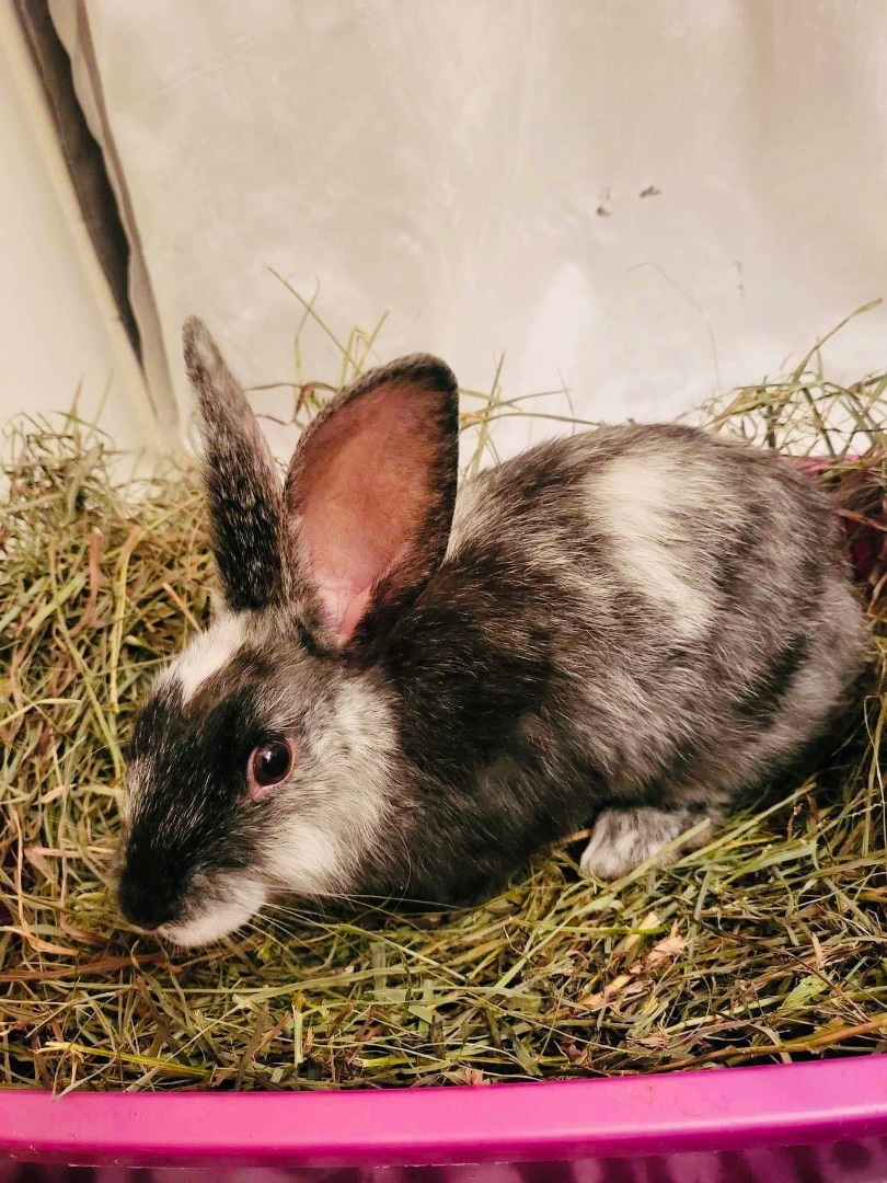 Enlarge Frosting, a Adopted mixed breed in Lockport, IL image 3/3