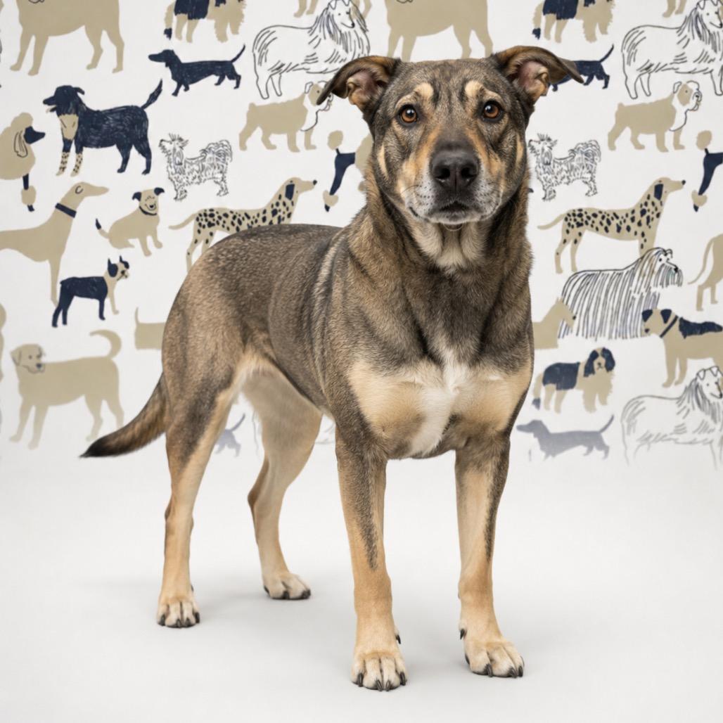 Enlarge Berry, a Adoptable mixed breed in Morganton, NC image 2/2