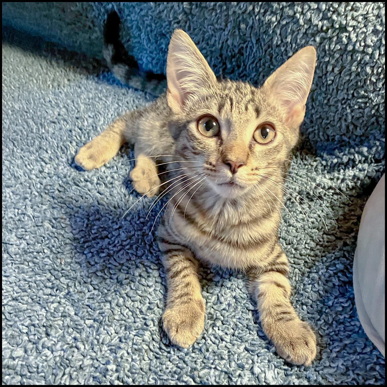 Holcomb, Adoptable, Young Male Domestic Short Hair & Tabby.