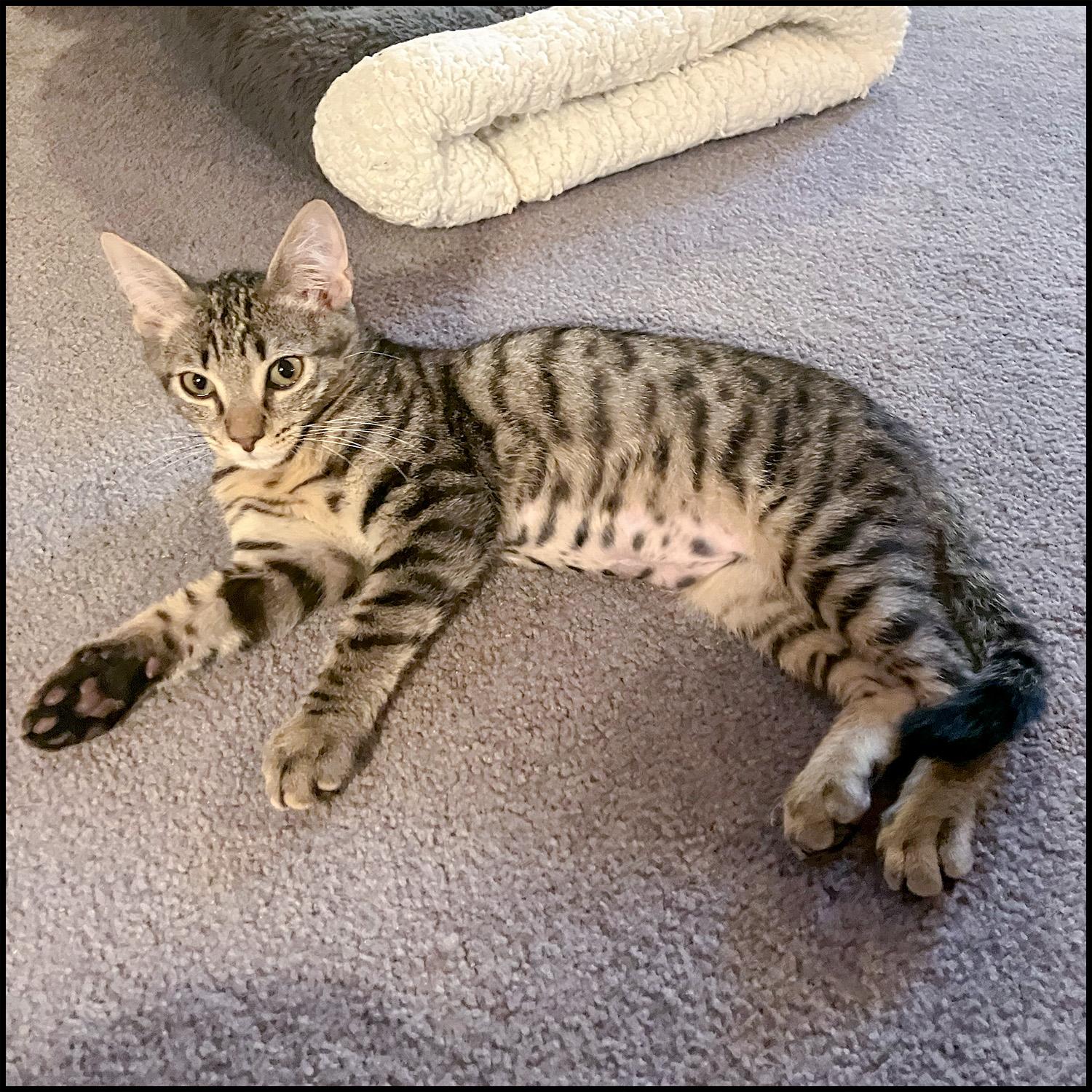 Holcomb, a Adoptable mixed breed in Roswell, GA image 2/2