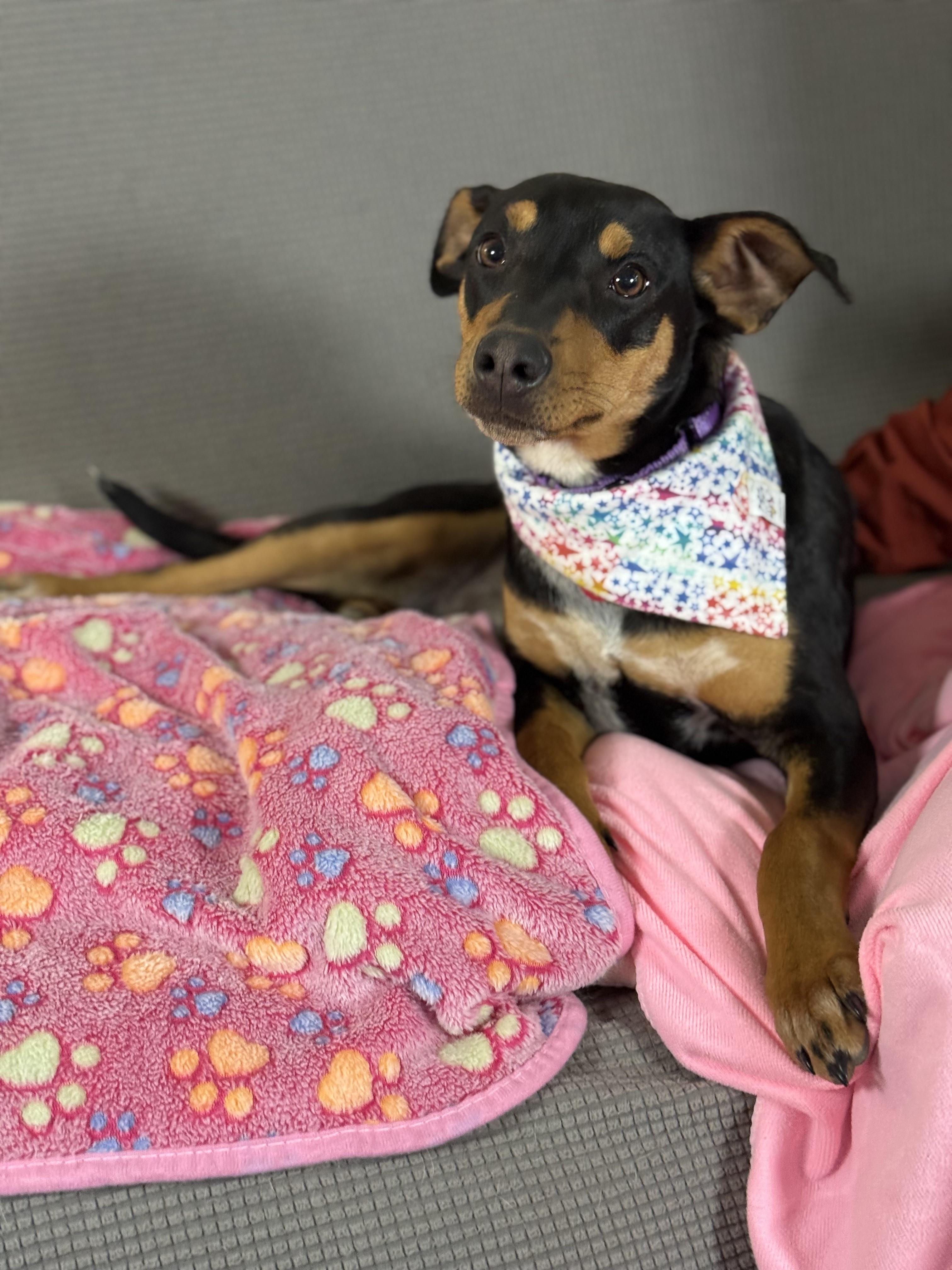 Enlarge Tally, a ADOPTABLE mixed breed in Franklin, TN image 5/6