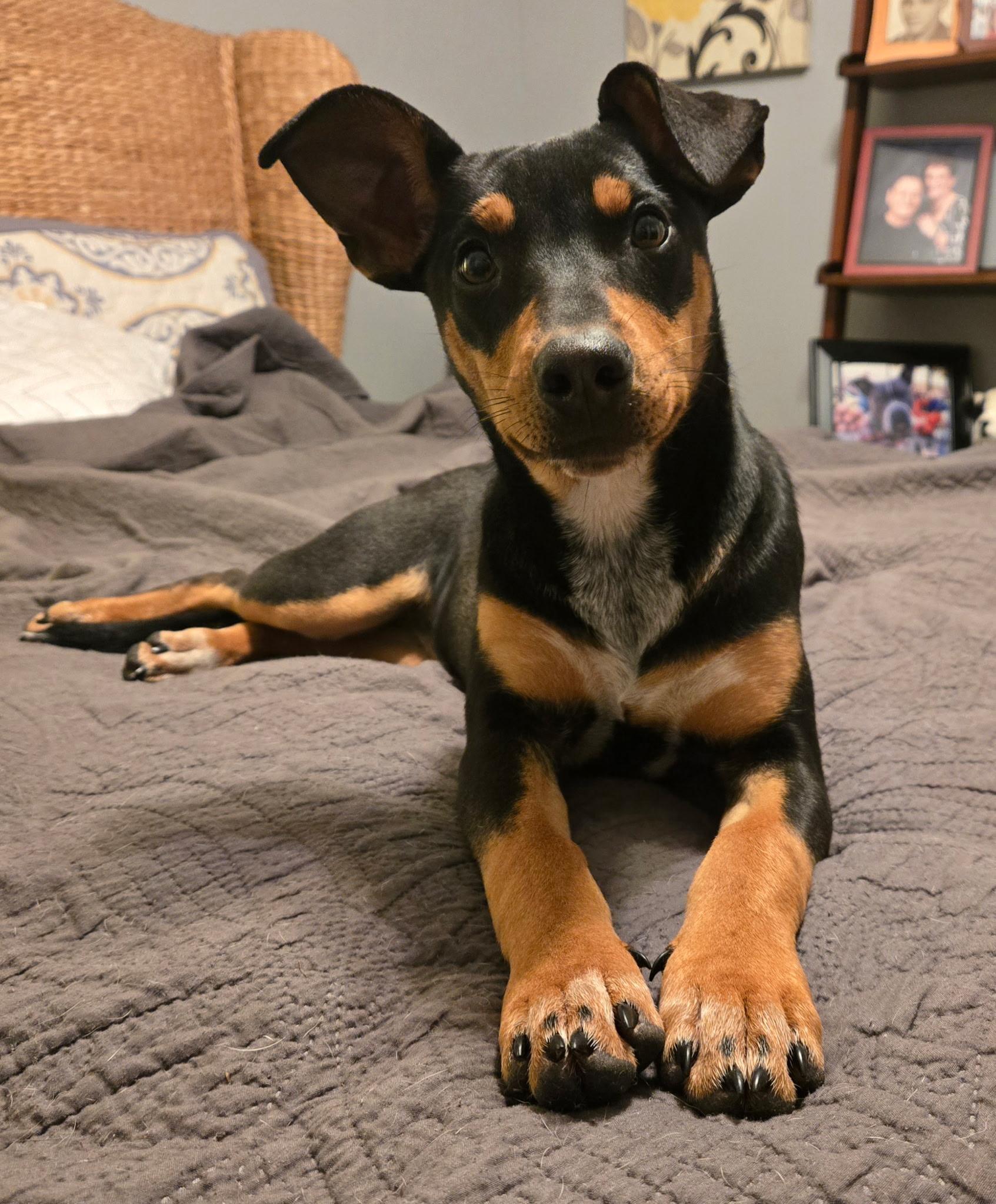 Enlarge Tally, a ADOPTABLE mixed breed in Franklin, TN image 2/6