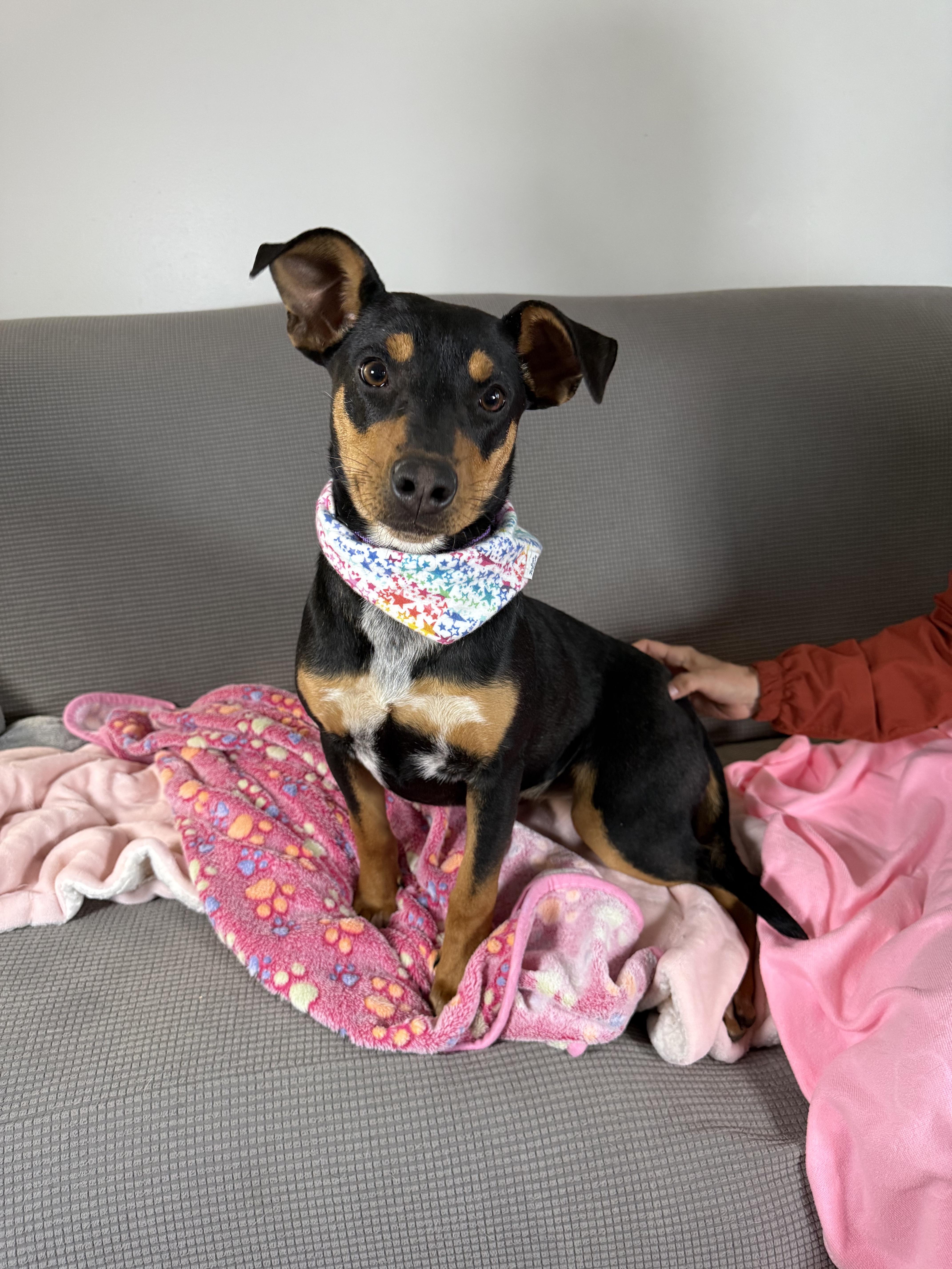 Enlarge Tally, a ADOPTABLE mixed breed in Franklin, TN image 1/6