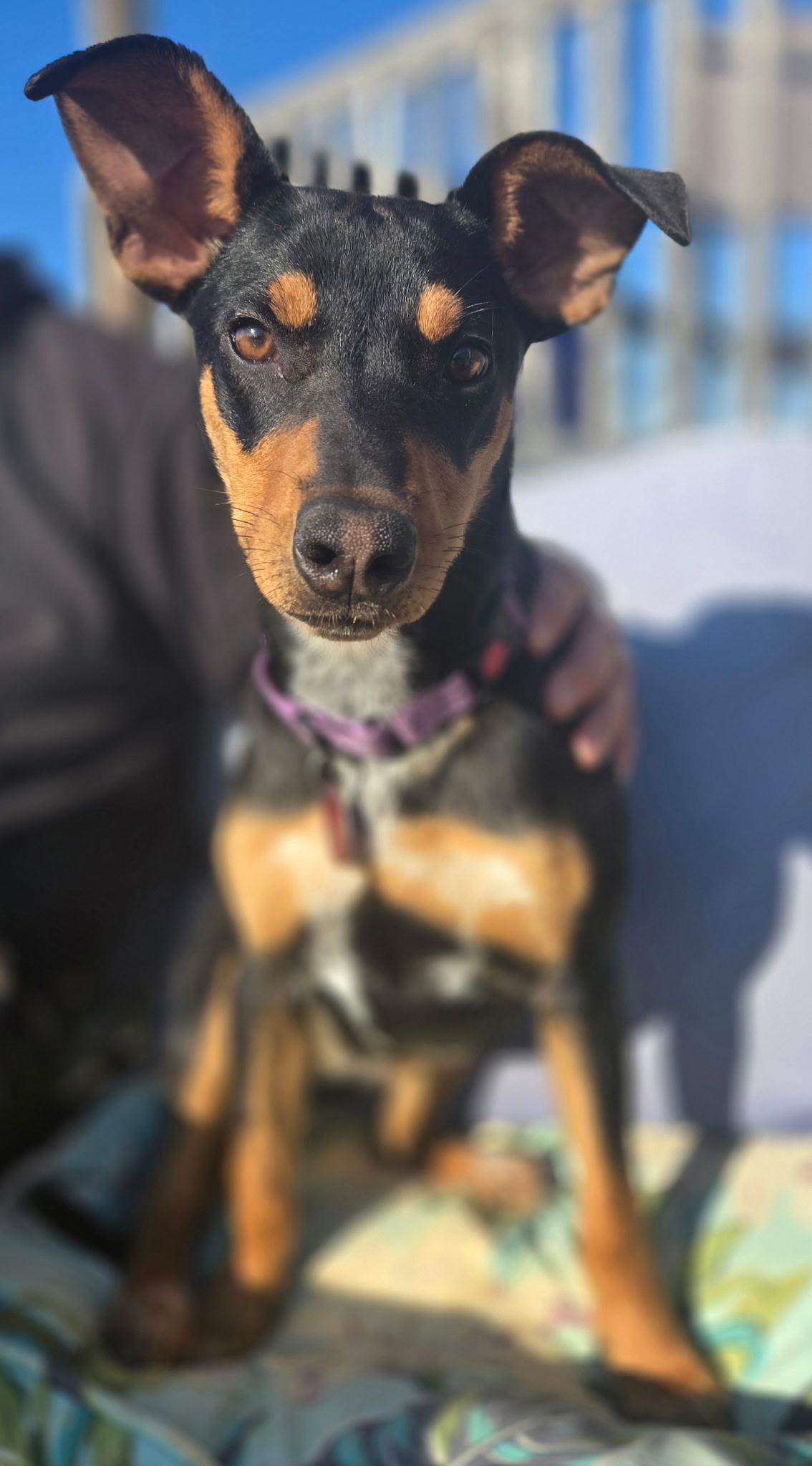 Enlarge Tally, a ADOPTABLE mixed breed in Franklin, TN image 3/6