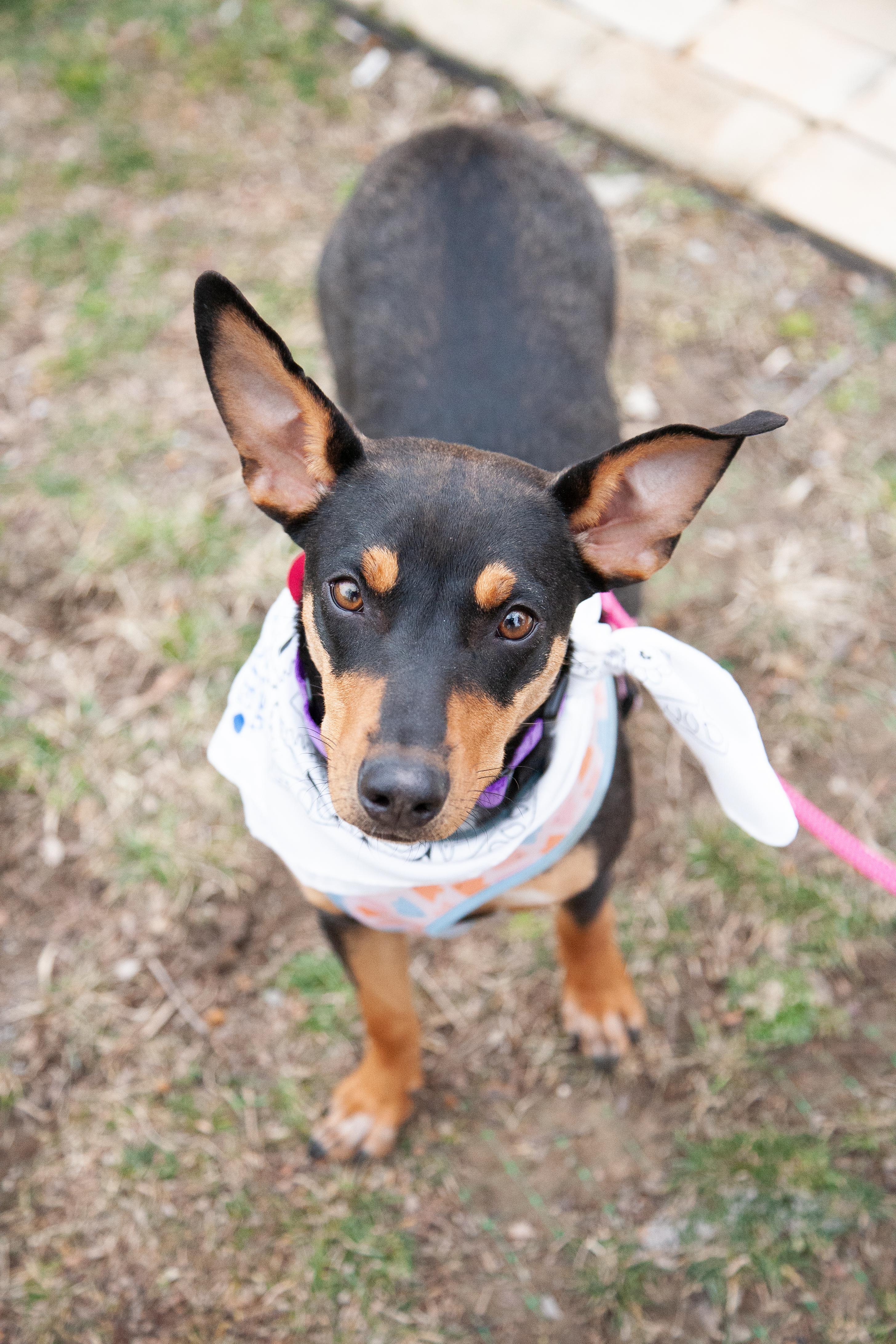 Enlarge Tally, a ADOPTABLE mixed breed in Franklin, TN image 2/6