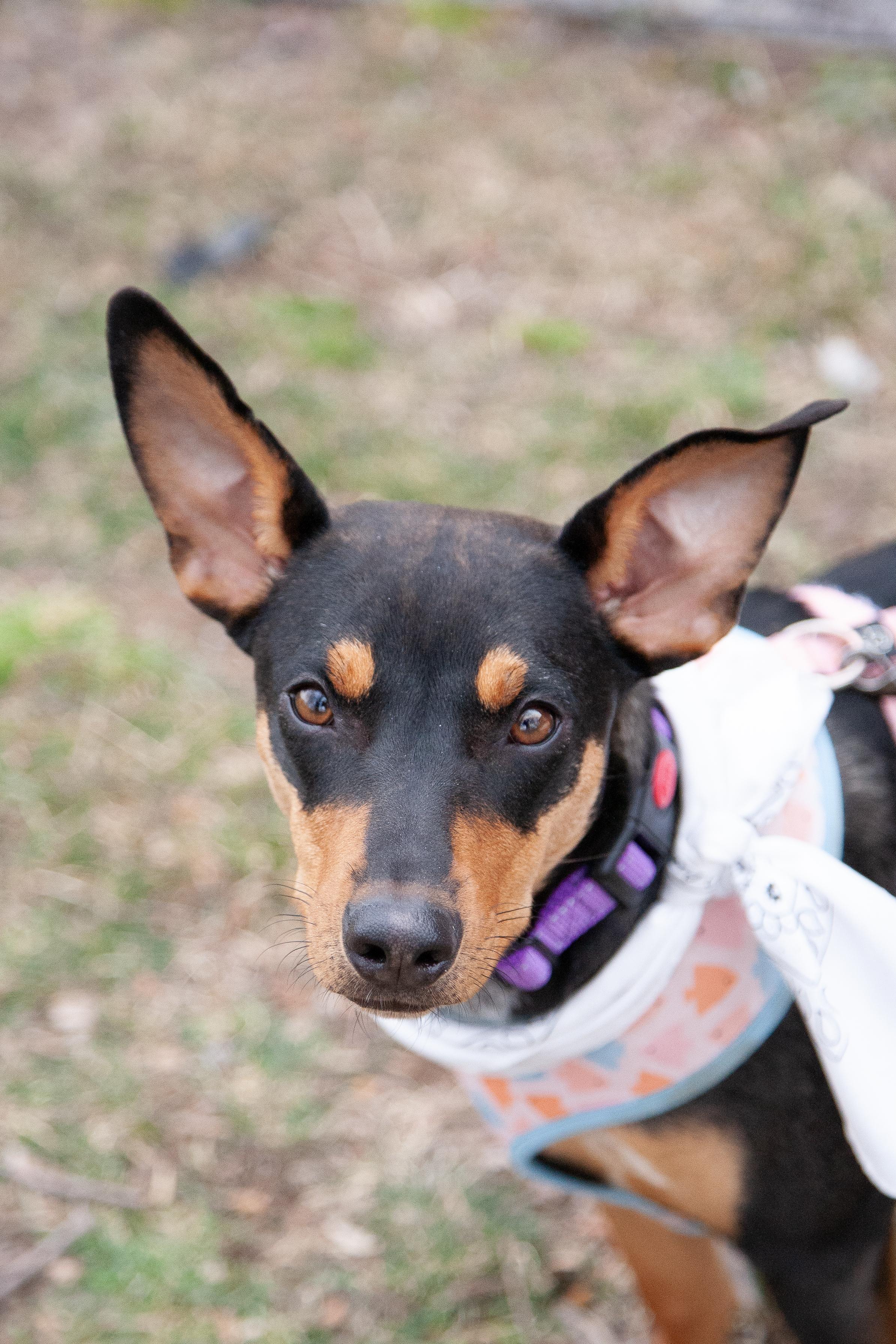Enlarge Tally, a ADOPTABLE mixed breed in Franklin, TN image 5/6