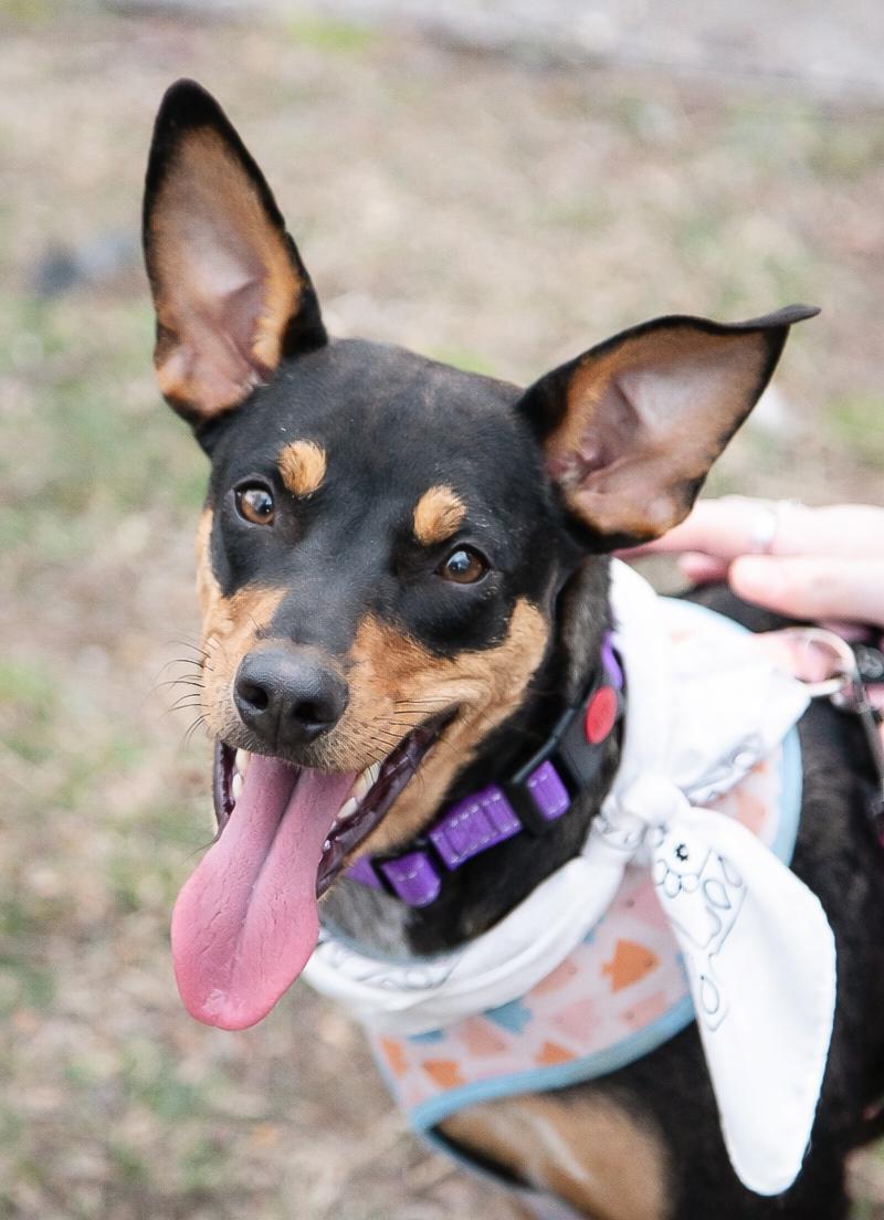 Enlarge Tally, a ADOPTABLE mixed breed in Franklin, TN image 1/6
