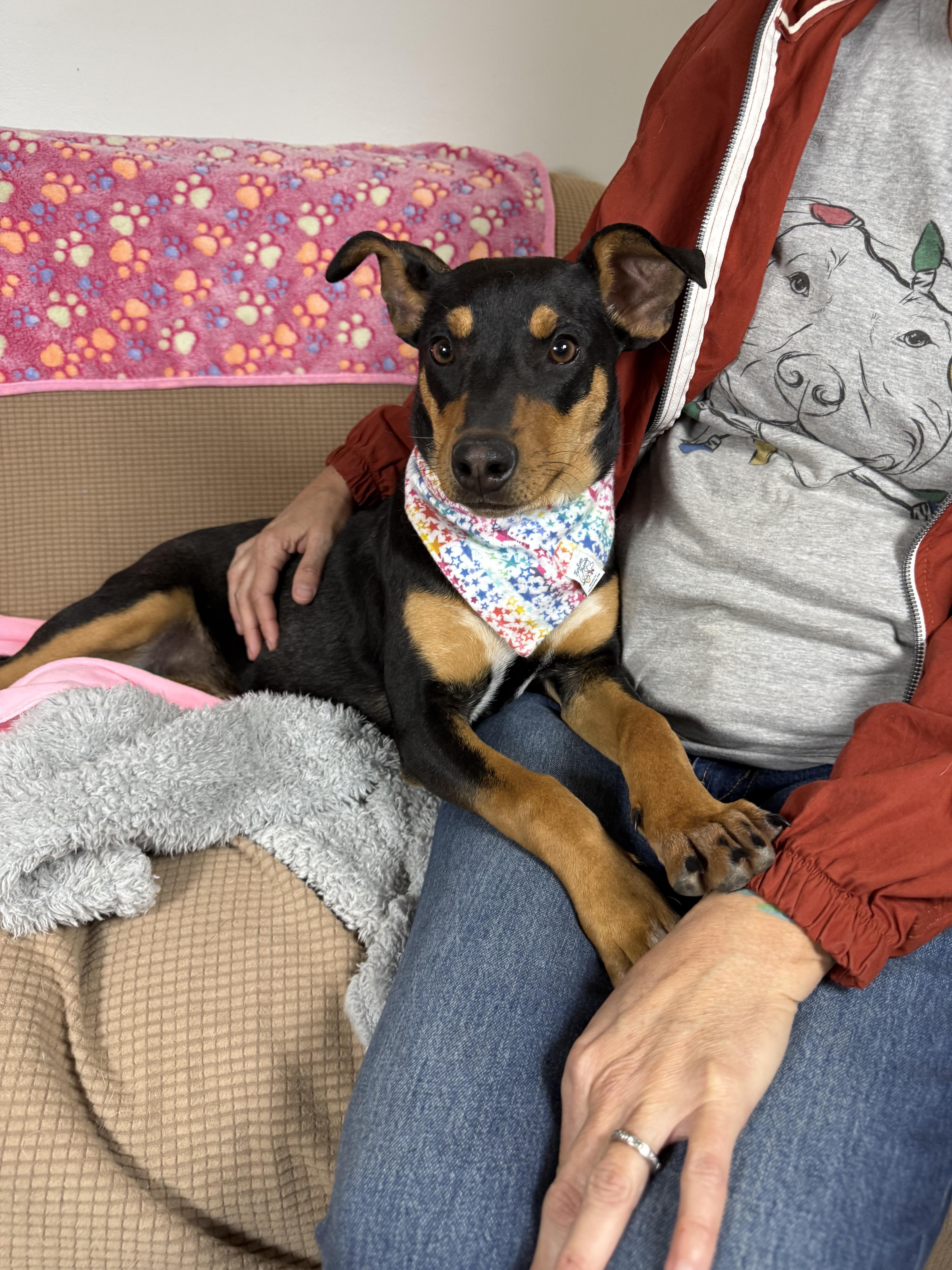 Enlarge Tally, a ADOPTABLE mixed breed in Franklin, TN image 4/6