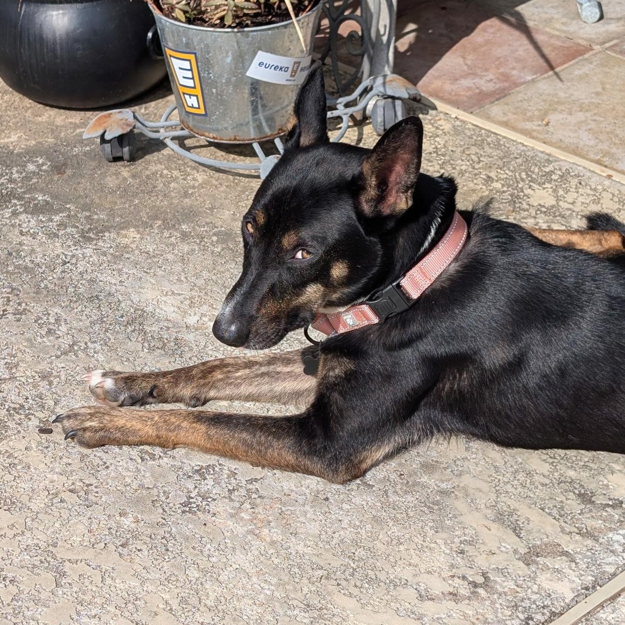 Lill — thumbnail 5