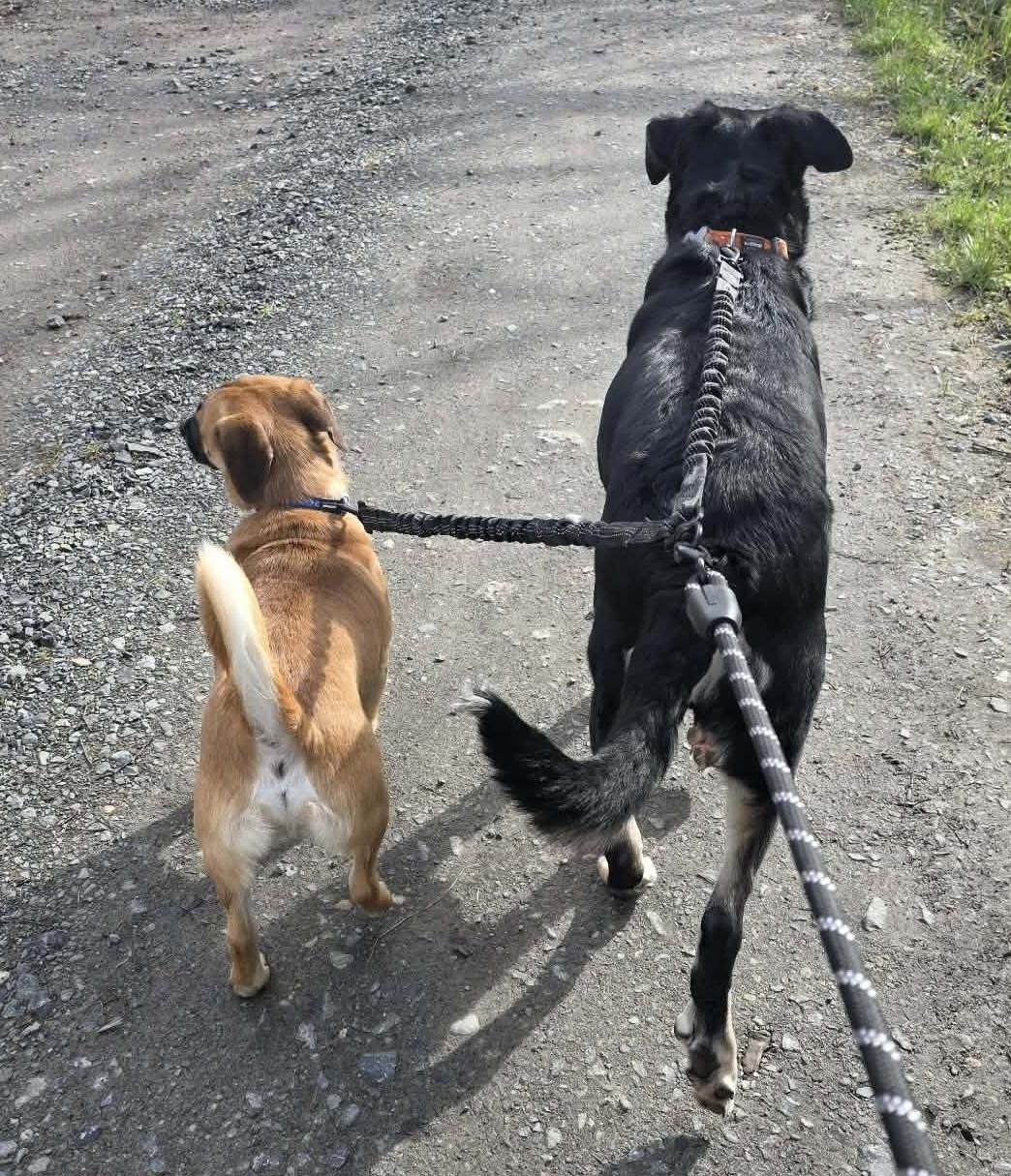 Enlarge Fiat, a ADOPTABLE mixed breed in Silvana, WA image 5/6