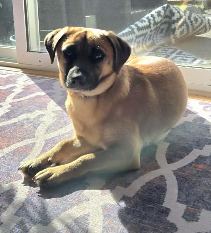 Enlarge Fiat, a ADOPTABLE mixed breed in Silvana, WA image 2/6