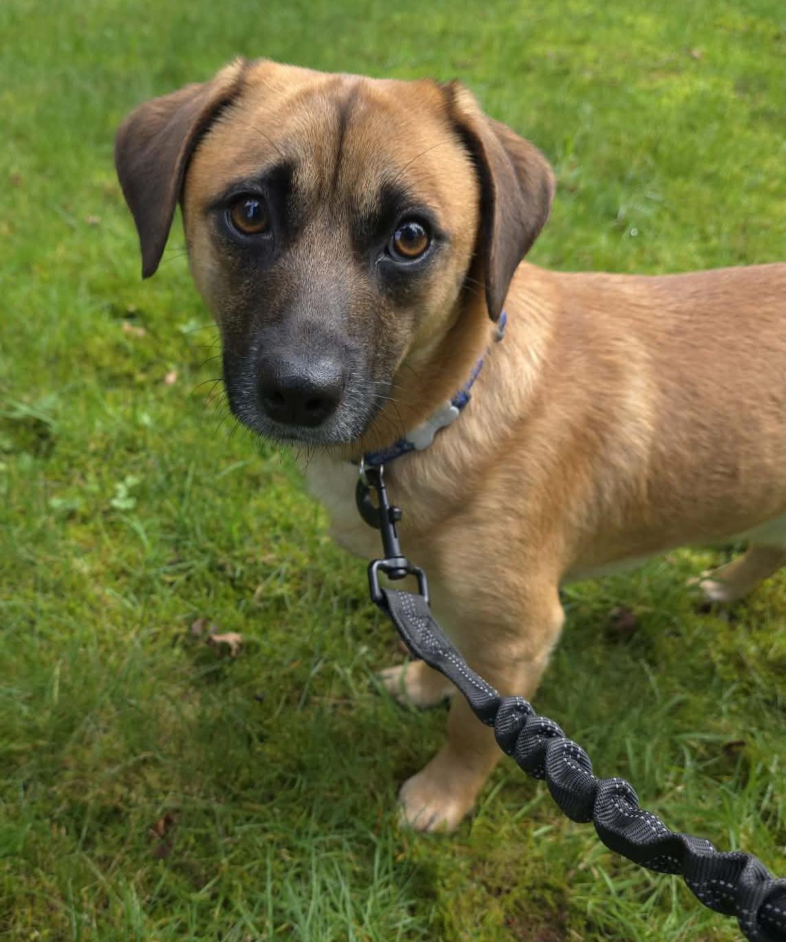 Enlarge Fiat, a ADOPTABLE mixed breed in Silvana, WA image 4/6