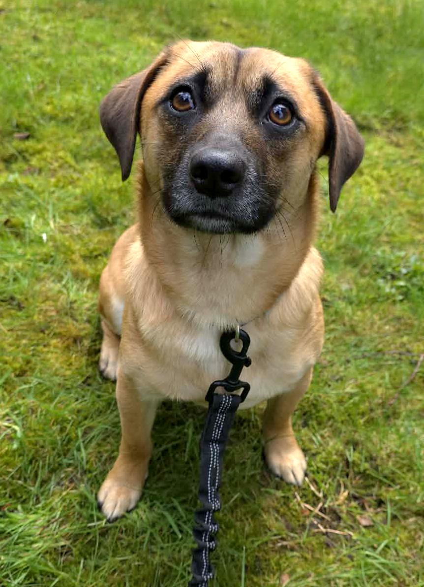 Enlarge Fiat, a ADOPTABLE mixed breed in Silvana, WA image 3/6