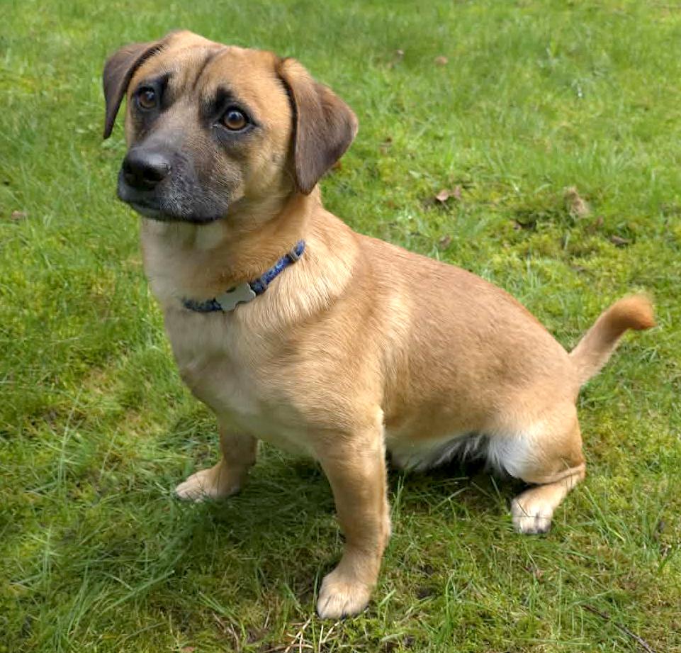 Enlarge Fiat, a ADOPTABLE mixed breed in Silvana, WA image 1/6