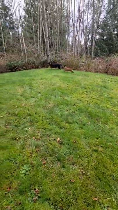 Enlarge Fiat, a ADOPTABLE mixed breed in Silvana, WA video 6/6