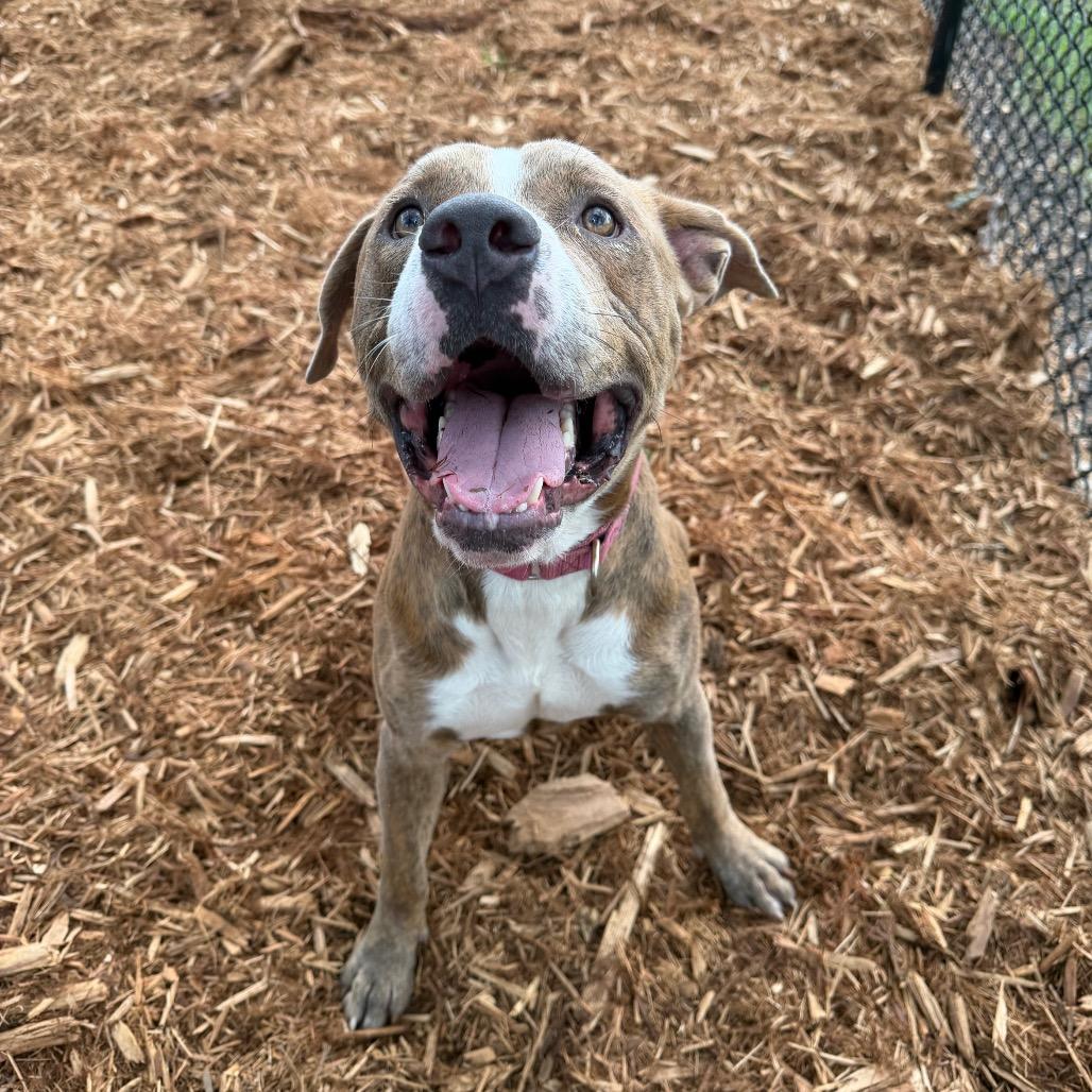 Jaxson, Adoptable, Adult Male Mixed Breed.