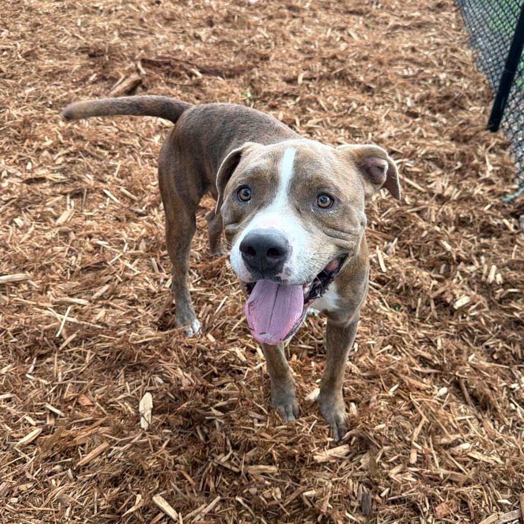 Enlarge Jaxson, a Adoptable Mixed Breed in Jacksonville, FL image 2/6