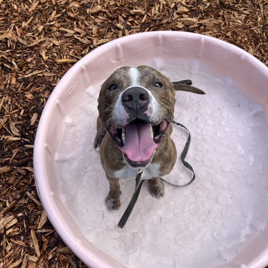 Enlarge Jaxson, a Adoptable Mixed Breed in Jacksonville, FL image 3/6