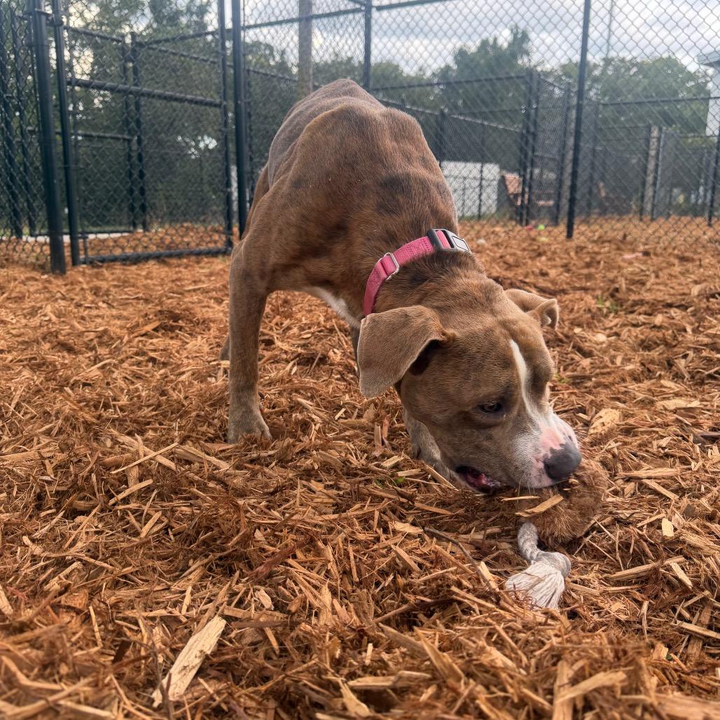 Enlarge Jaxson, a Adoptable Mixed Breed in Jacksonville, FL image 4/6