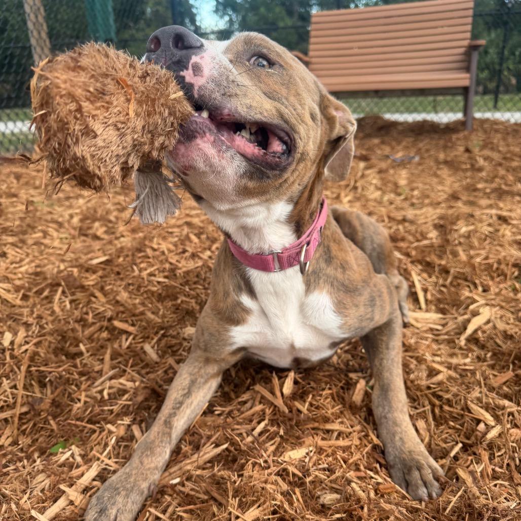 Enlarge Jaxson, a Adoptable Mixed Breed in Jacksonville, FL image 5/6