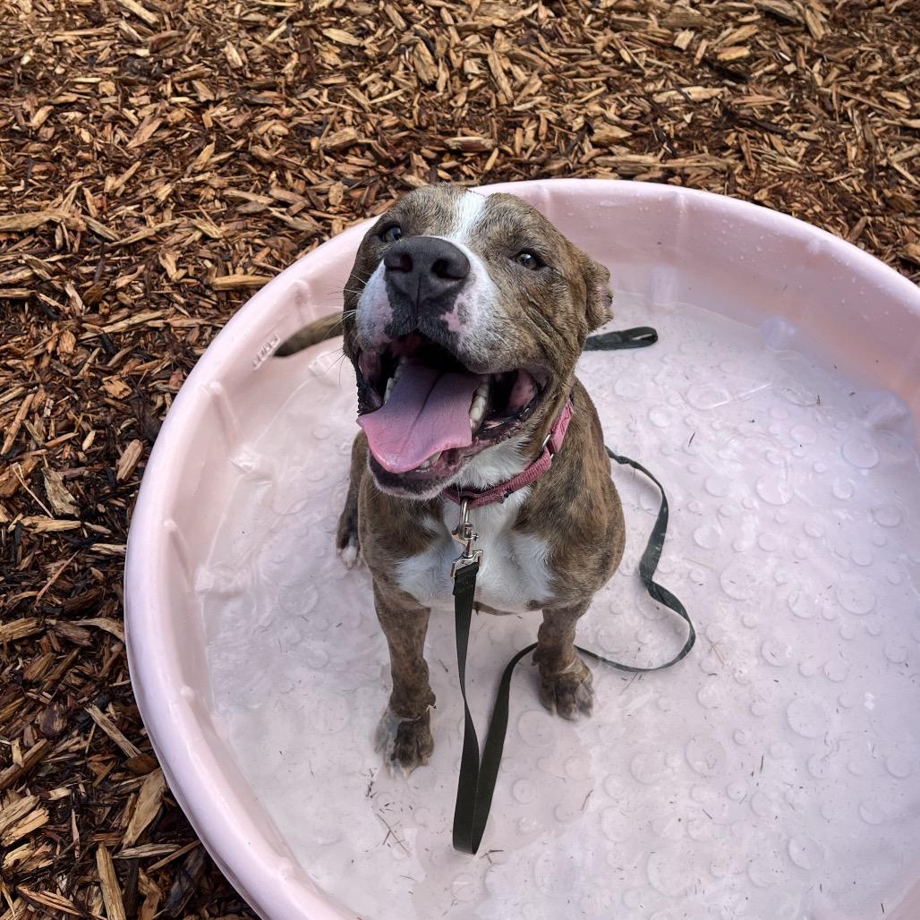 Enlarge Jaxson, a Adoptable Mixed Breed in Jacksonville, FL image 6/6