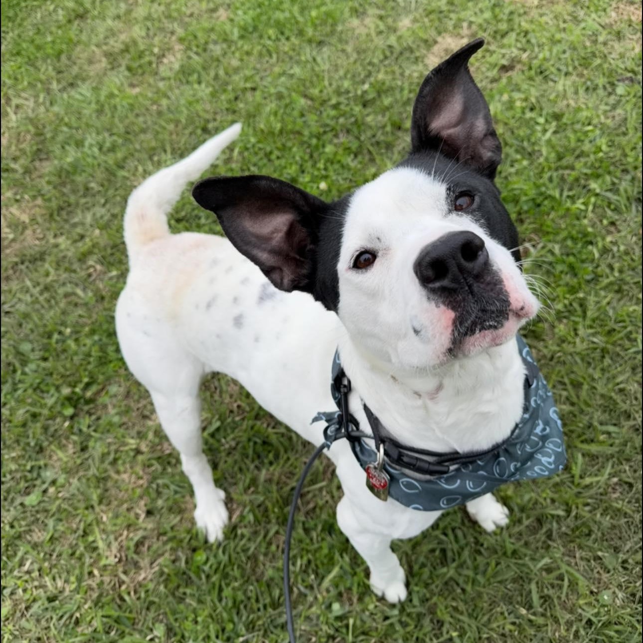 Crush , Adoptable, Young Male American Staffordshire Terrier.
