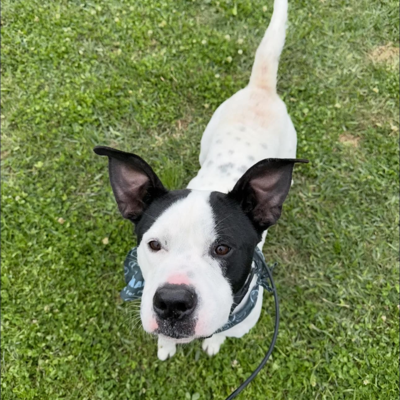 Enlarge Crush , a Adoptable mixed breed in Jefferson , LA image 2/4