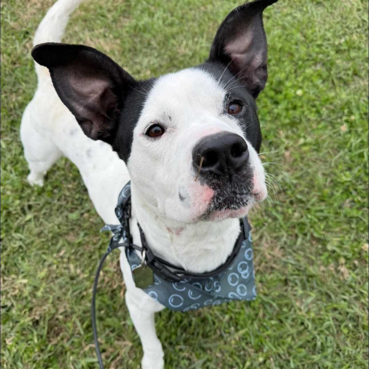 Enlarge Crush , a Adoptable mixed breed in Jefferson , LA image 4/4