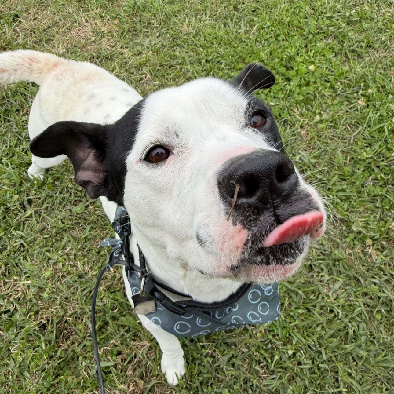 Enlarge Crush , a Adoptable mixed breed in Jefferson , LA image 3/4