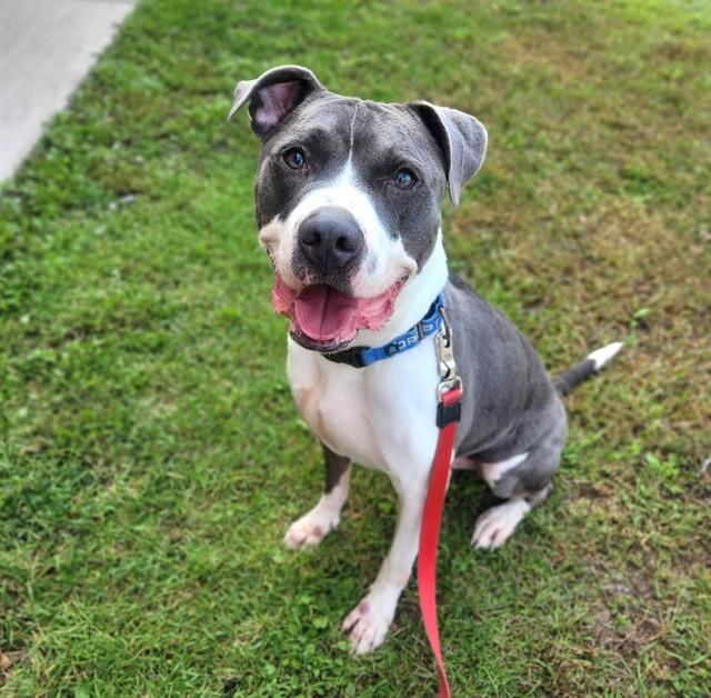 Enlarge CHASE, a Adoptable Pit Bull Terrier in Minneapolis, MN image 1/1