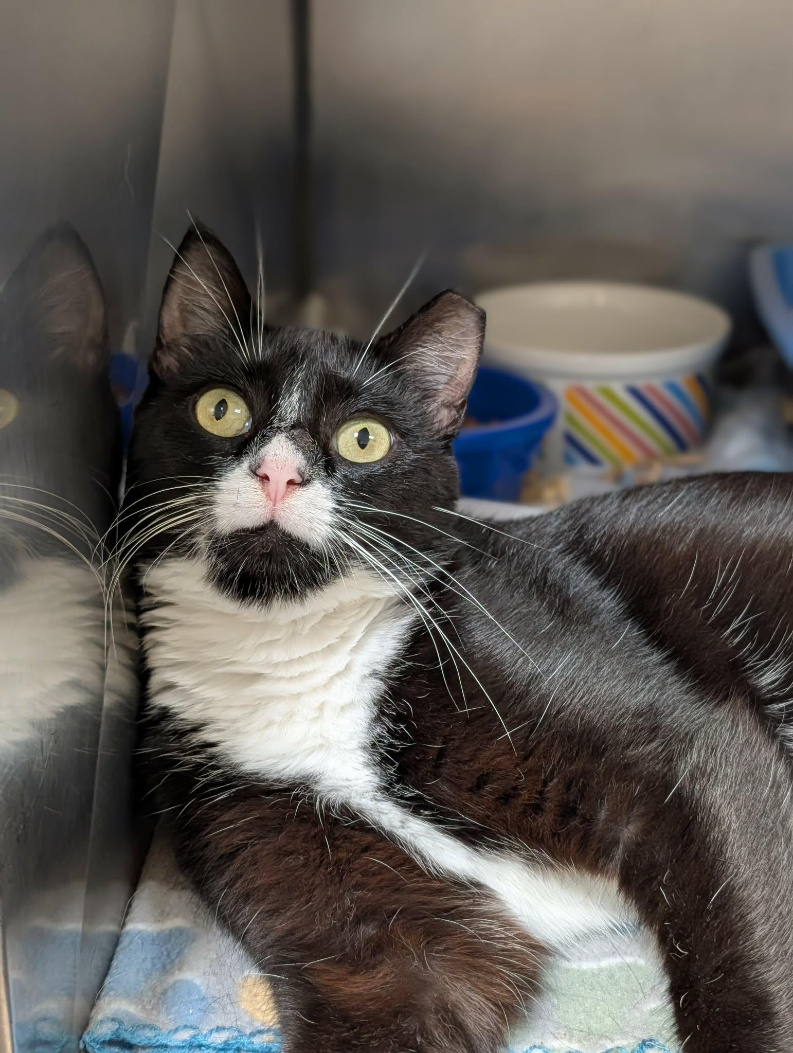 Katia, Adopted, Adult Female Domestic Short Hair.