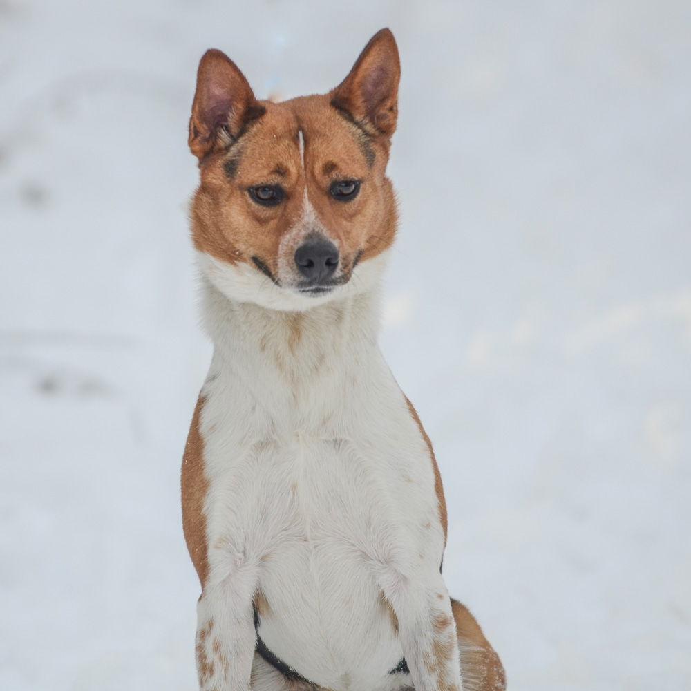 Pretzel, Adoptable, Adult Male Hound.