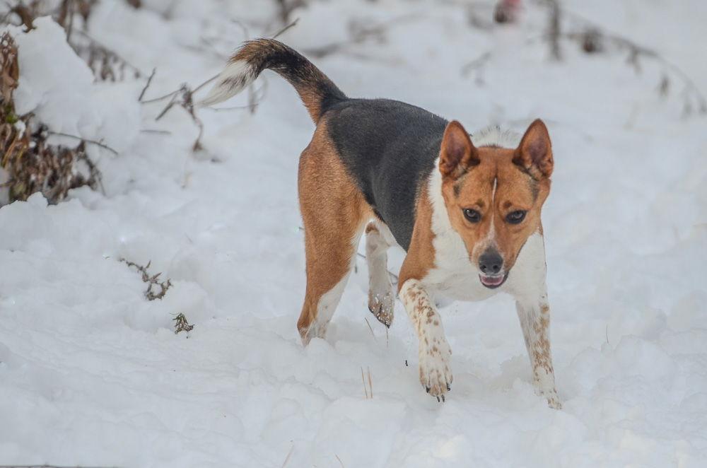 Enlarge Pretzel, a Adoptable Hound in Brick, NJ image 2/3