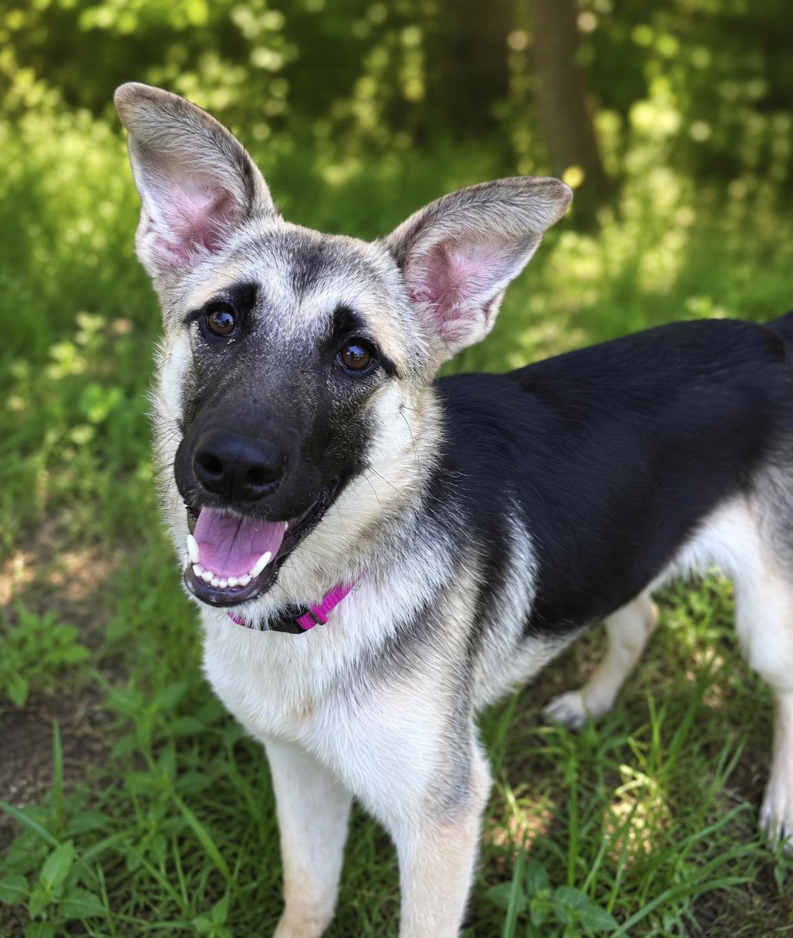 Louise, ADOPTABLE, Puppy Female German Shepherd Dog.