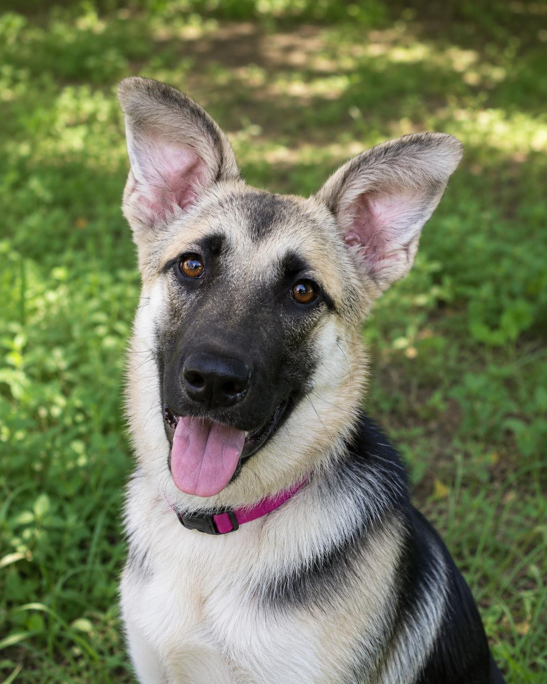 Louise, a ADOPTABLE German Shepherd Dog in Chesterfield, MO image 2/3