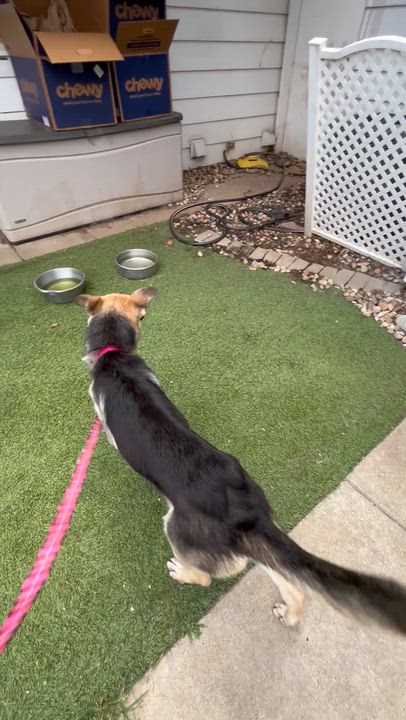 Enlarge Louise, a ADOPTABLE German Shepherd Dog in Chesterfield, MO video 3/3