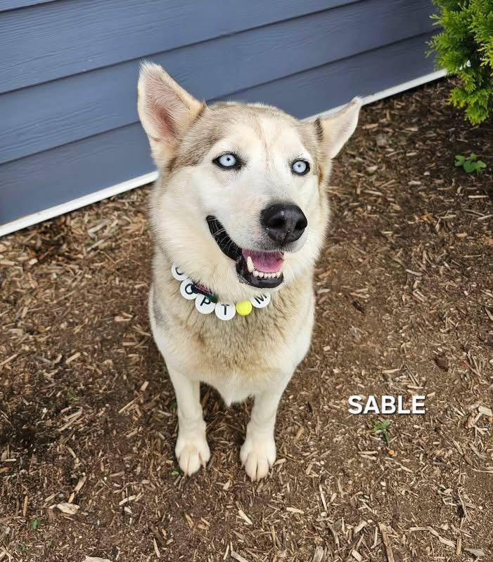 Enlarge Sable, a Adoptable Husky in St. Louis, MO image 2/3