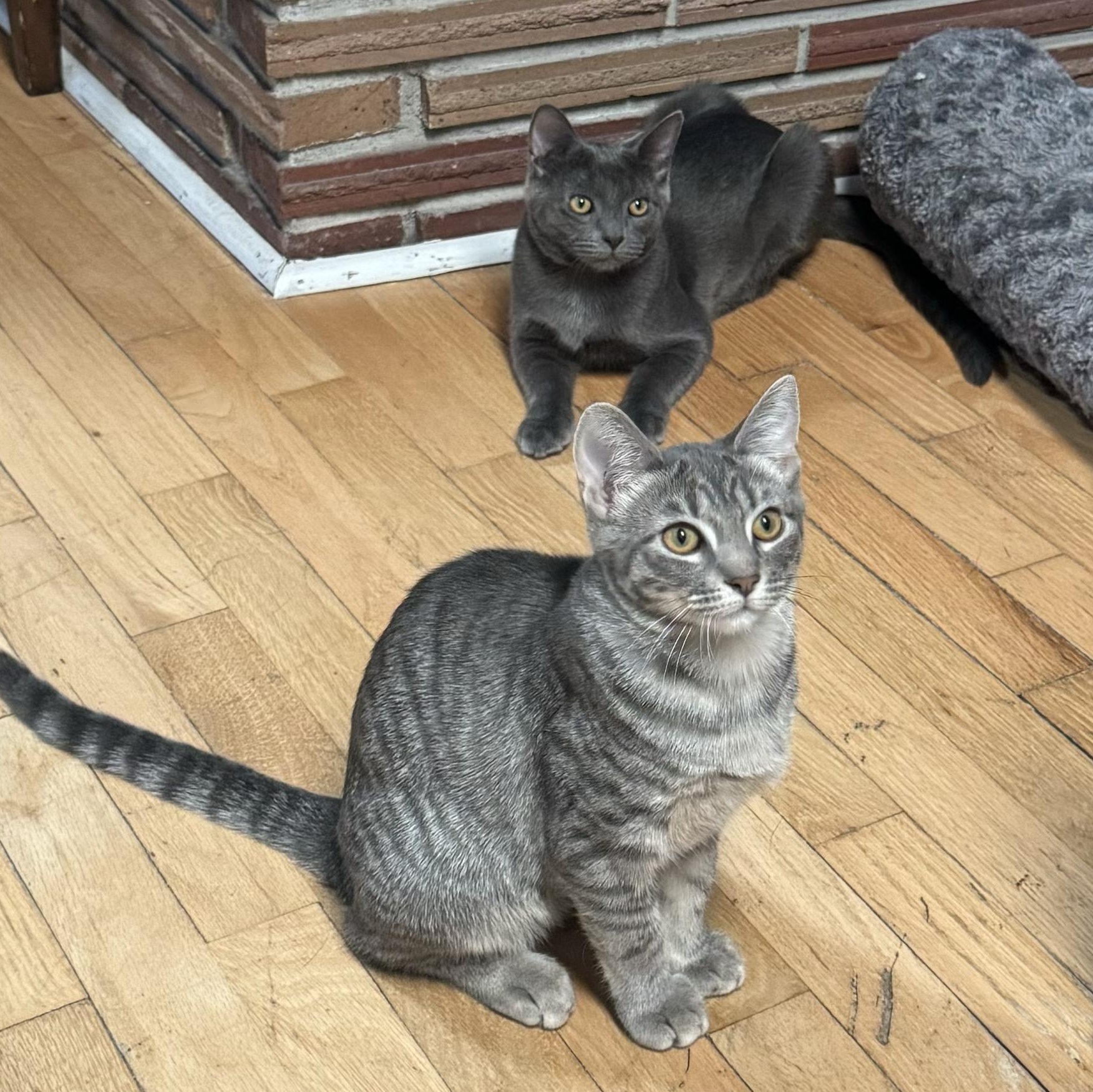 Enlarge June, a Adoptable mixed breed in Springfield, OR image 2/3