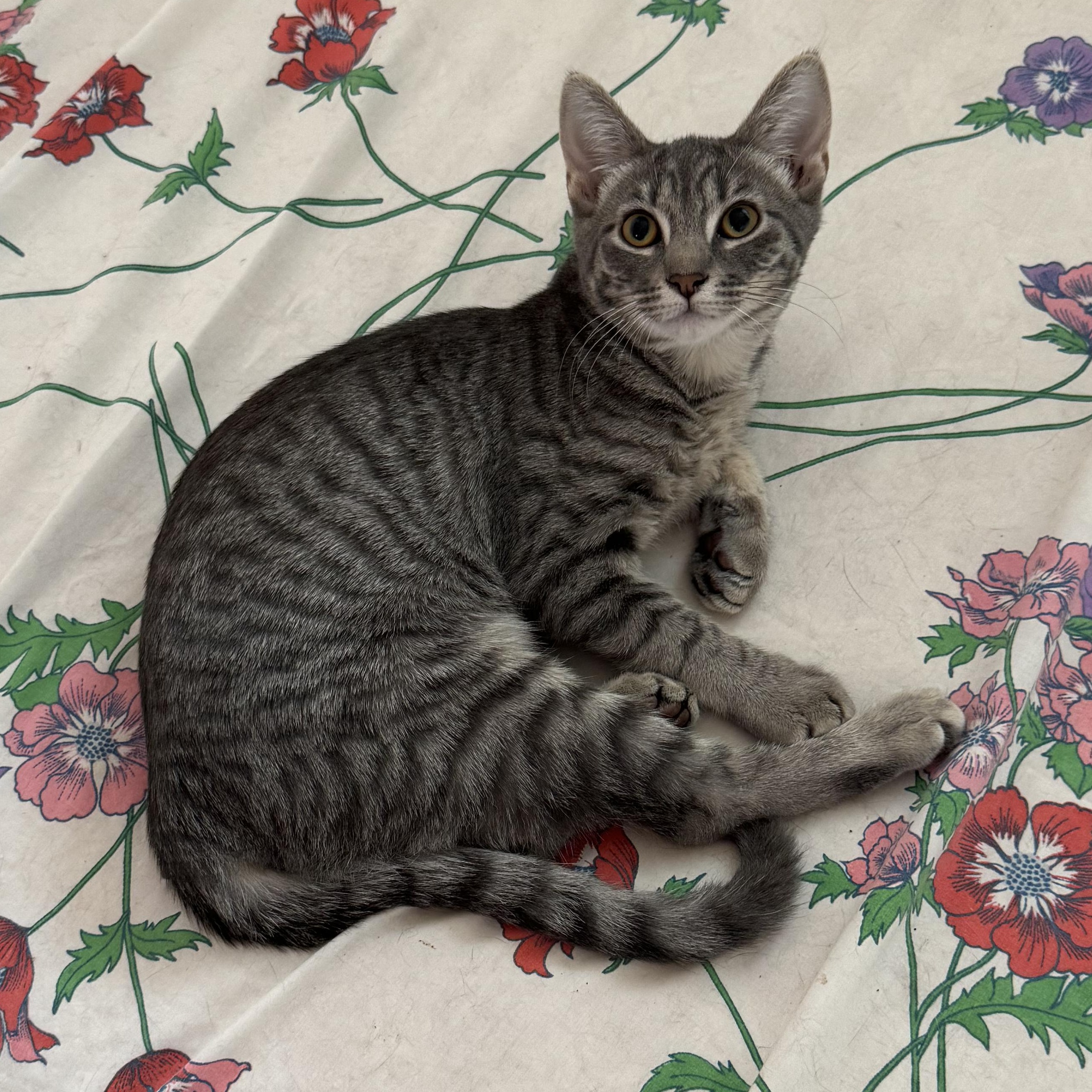 June, Adoptable, Young Female Tabby & Domestic Short Hair.
