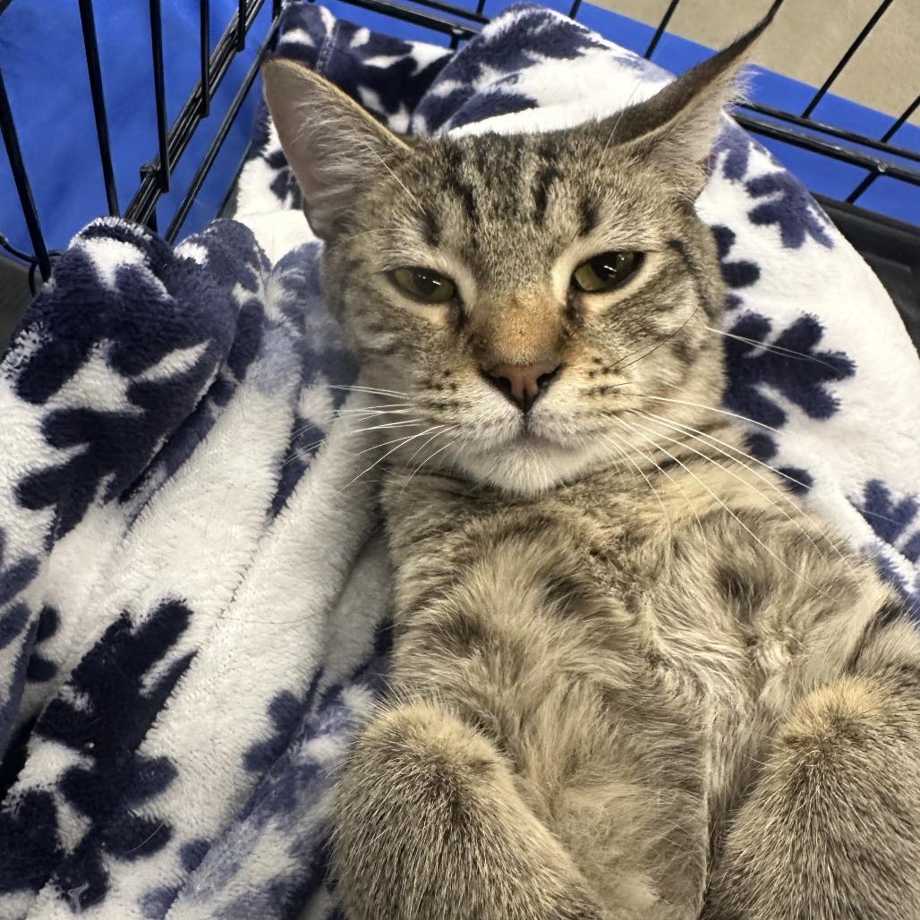 Maple - Litter 2 kitten 3 Male, Adoptable, Young Male Domestic Short Hair.