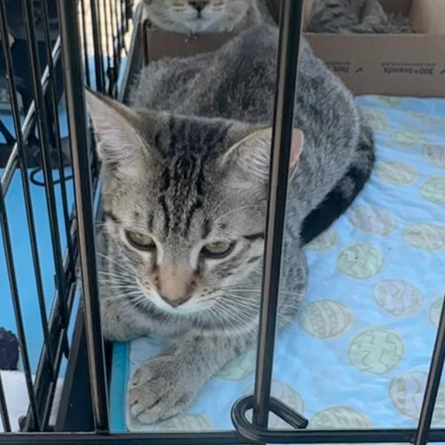 Enlarge Maple - Litter 2 kitten 3 Male, a Adoptable Domestic Short Hair in Greenfield, IN image 2/6