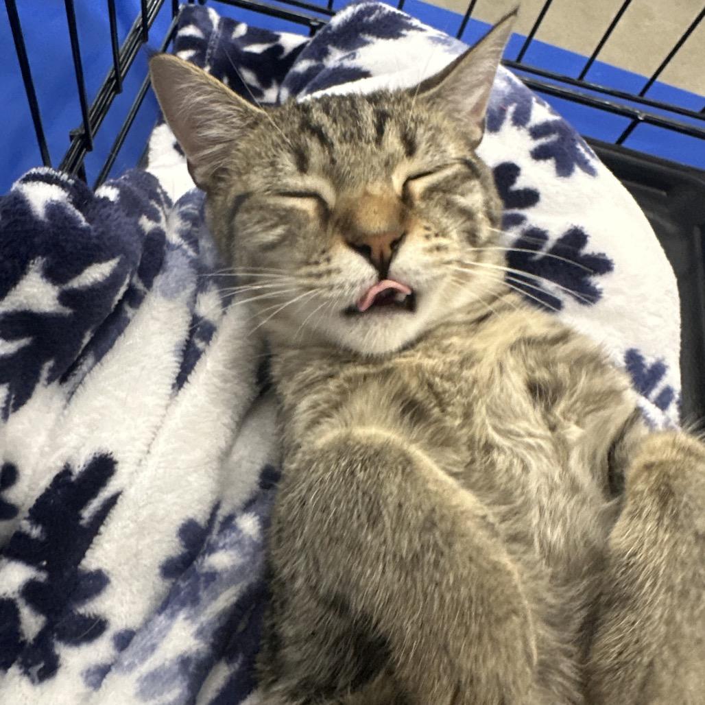 Enlarge Maple - Litter 2 kitten 3 Male, a Adoptable Domestic Short Hair in Greenfield, IN image 3/6