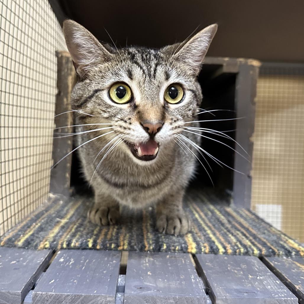 Enlarge Maple, a Adoptable Domestic Short Hair in Greenfield, IN image 4/6