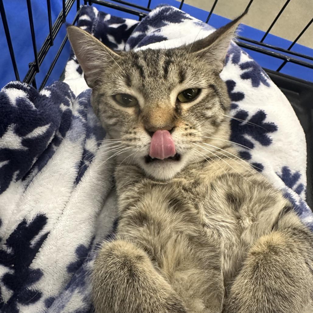 Enlarge Maple - Litter 2 kitten 3 Male, a Adoptable Domestic Short Hair in Greenfield, IN image 4/6